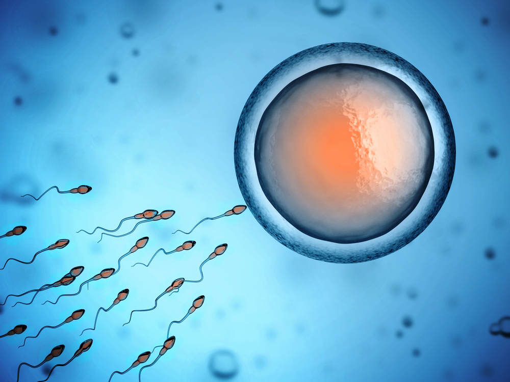 El papel crucial del óvulo para corregir anomalías de los espermatozoides y lograr un embarazo