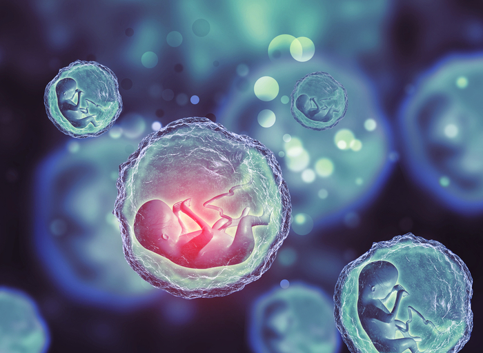 Investigadores revelan nuevos hallazgos en momentos clave del desarrollo del embrión