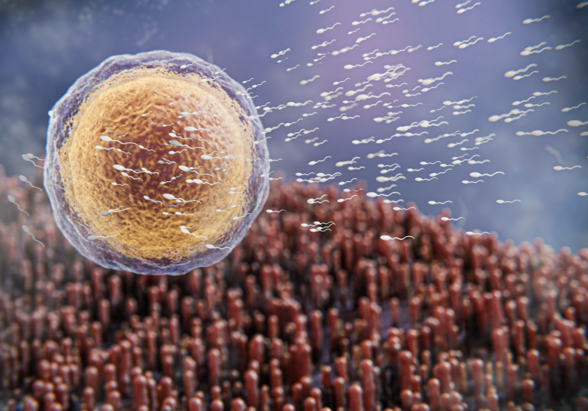 Infertilidad masculina: científicos descubren cómo imprimir células testiculares en 3D